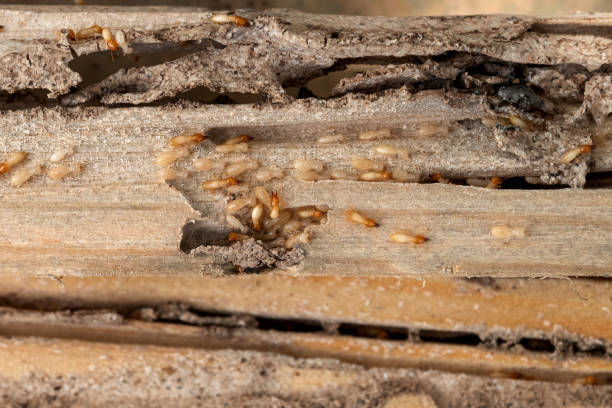 Best Cockroach Control Services  in Millville, DE